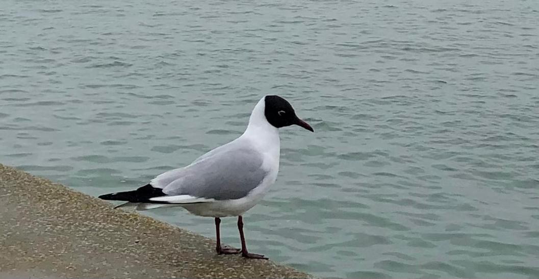 Nuit Insolite Sur Un Voilier Au Coeur De La Rochelle 라로셸 외부 사진